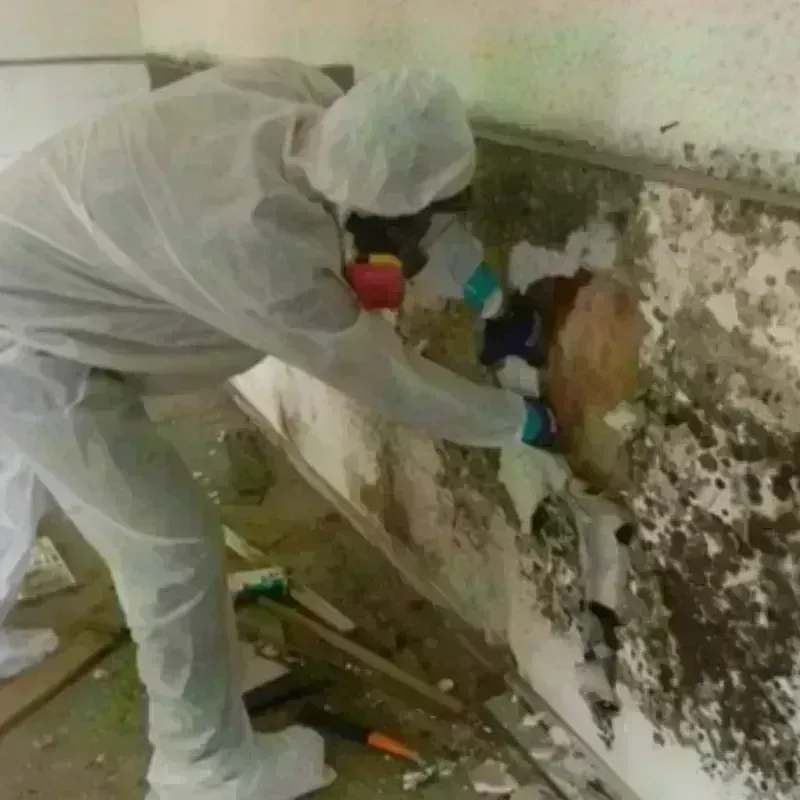 Mold Remediation and Removal in Los Altos Hills, CA